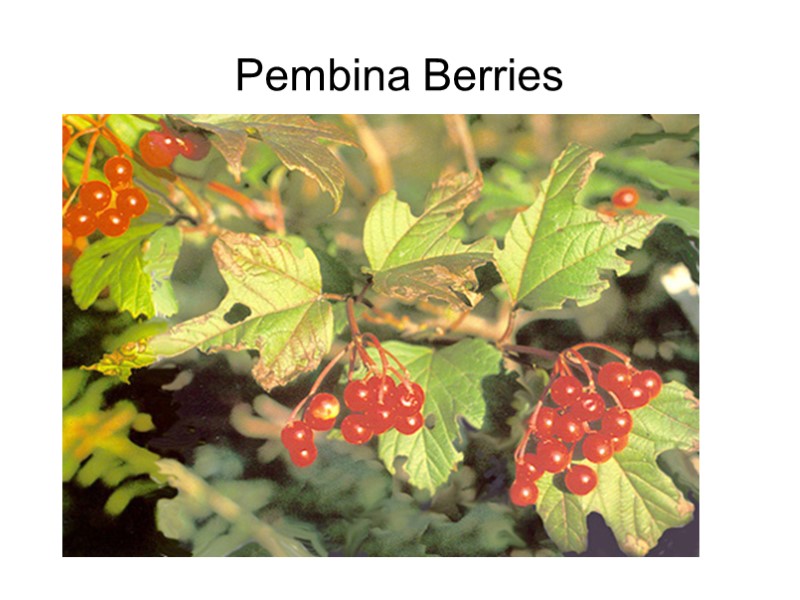 Pembina Berries